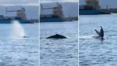 Filhote de baleia foi observado em diferentes pontos do canal de acesso ao Porto de Santos, levando autoridades marítimas a reforçarem medidas de proteção e segurança na navegação - Imagem: Reprodução/Mayday & iNavigate