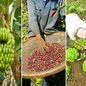 Produção de banana é responsável por cerca de 97% do Valor da Produção Agropecuária da Baixada Santista; propriedades da região também investem em café, cacau, criação de animais e turismo rural - Imagem: Arquivo AT