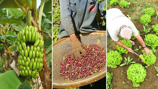 Produção de banana é responsável por cerca de 97% do Valor da Produção Agropecuária da Baixada Santista; propriedades da região também investem em café, cacau, criação de animais e turismo rural - Imagem: Arquivo AT