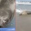 Moradores de Mongaguá se surpreendem com a presença de um elefante-marinho-do-sul fêmea na praia de Agenor de Campos - Foto: Divulgação/ Instituto Gremar/ Reprodução