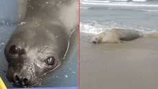 Moradores de Mongaguá se surpreendem com a presença de um elefante-marinho-do-sul fêmea na praia de Agenor de Campos - Foto: Divulgação/ Instituto Gremar/ Reprodução