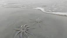 Estrela-do-mar de nove braços chama atenção de banhistas em praias do litoral paulista. - Imagem: Arquivo Pessoal / Cláudia Cristina Rodrigues