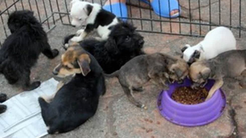 Feira de adoção de cães com deficiência acontece no litoral de SP - Imagem: Divulgação/ Prefeitura de São Vicente
