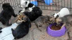 Feira de adoção de cães com deficiência acontece no litoral de SP - Imagem: Divulgação/ Prefeitura de São Vicente