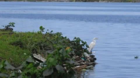 Feto é encontrado boiando em maré no litoral de SP; saiba detalhes - Imagem: reprodução