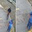 José Aparecido dos Santos, de 69 anos, morreu após sofrer um infarto durante uma perseguição a um suspeito que tentou furtar seu celular em frente à própria loja, no bairro Guilhermina, em Praia Grande - Imagem: Reprodução