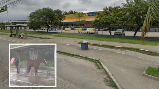 Cavalo foi registrado dentro de um ponto de ônibus na Avenida Santos Dumont, no Guarujá, durante a chuva de segunda-feira (14) - Imagem: Reprodução e Bruno Souza