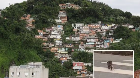 Saruê foi flagrado atravessando uma rua pela faixa de pedestres durante um passeio no bairro Marapé, em Santos; registro foi feito por uma moradora por volta das 6h - Imagem: Arquivo Pessoal/Kátia da Silva