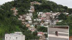 Saruê foi flagrado atravessando uma rua pela faixa de pedestres durante um passeio no bairro Marapé, em Santos; registro foi feito por uma moradora por volta das 6h - Imagem: Arquivo Pessoal/Kátia da Silva
