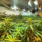 A polícia encontrou sofisticadas instalações de cultivo em quatro quartos, incluindo ar-condicionado e iluminação especial - Foto: Polícia Civil/ Divulgação