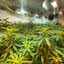 A polícia encontrou sofisticadas instalações de cultivo em quatro quartos, incluindo ar-condicionado e iluminação especial - Foto: Polícia Civil/ Divulgação