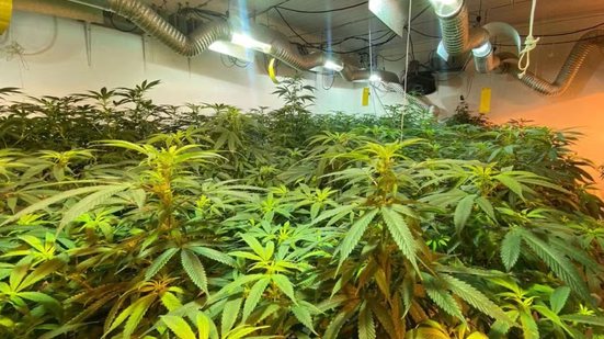 A polícia encontrou sofisticadas instalações de cultivo em quatro quartos, incluindo ar-condicionado e iluminação especial - Foto: Polícia Civil/ Divulgação