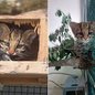 Fêmea de gato-do-mato-pequeno-do-sul foi devolvida à Mata Atlântica após seis meses de reabilitação realizada por equipes especializadas em fauna silvestre - Imagem: Divulgação / Semil