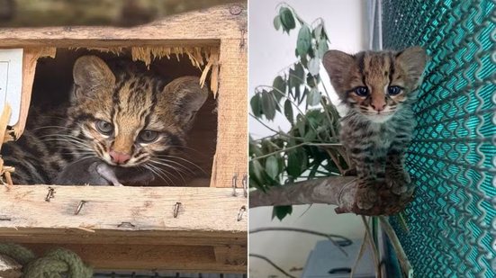 Fêmea de gato-do-mato-pequeno-do-sul foi devolvida à Mata Atlântica após seis meses de reabilitação realizada por equipes especializadas em fauna silvestre - Imagem: Divulgação / Semil