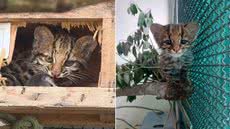 Fêmea de gato-do-mato-pequeno-do-sul foi devolvida à Mata Atlântica após seis meses de reabilitação realizada por equipes especializadas em fauna silvestre - Imagem: Divulgação / Semil
