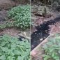 Polícia Civil realizou vistoria após denúncias de moradores e coletou amostras que serão analisadas para verificar possível contaminação ambiental no Rio Aguapeú - Imagem: Reprodução / TV Tribuna