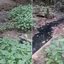 Polícia Civil realizou vistoria após denúncias de moradores e coletou amostras que serão analisadas para verificar possível contaminação ambiental no Rio Aguapeú - Imagem: Reprodução / TV Tribuna