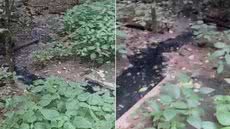 Polícia Civil realizou vistoria após denúncias de moradores e coletou amostras que serão analisadas para verificar possível contaminação ambiental no Rio Aguapeú - Imagem: Reprodução / TV Tribuna