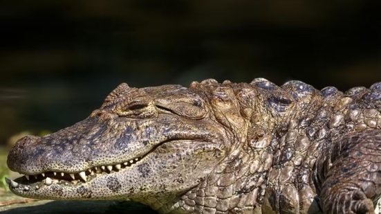 Jaque, fêmea de jacaré-de-papo-amarelo que vive no Orquidário de Santos, foi eleita "Camisa 10 da Conservação" em campanha nacional promovida pela Associação de Zoológicos e Aquários do Brasil - Imagem: Lauro Frangetto/Divulgação e Francisco Arrais