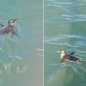 Turistas registraram um pinguim-de-magalhães nadando ao lado de uma embarcação durante passeio pela Baía de Santos, no domingo (26) - Imagem: Reprodução