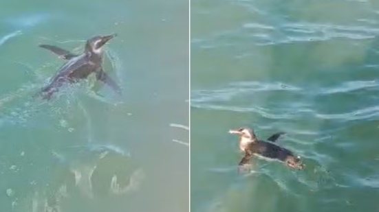 Turistas registraram um pinguim-de-magalhães nadando ao lado de uma embarcação durante passeio pela Baía de Santos, no domingo (26) - Imagem: Reprodução