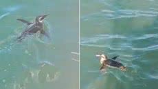 Turistas registraram um pinguim-de-magalhães nadando ao lado de uma embarcação durante passeio pela Baía de Santos, no domingo (26) - Imagem: Reprodução