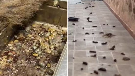 Cães resgatados em Itanhaém apresentavam sinais de desnutrição e viviam em ambiente com condições insalubres - Imagem: Polícia Civil / Prefeitura de Itanhaém