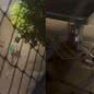 Um frentista de 60 anos foi atacado ao tentar proteger cães em Cubatão, resultando em ferimentos e um registro policial - Foto: Reprodução / Redes Sociais