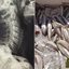 Influenciadora de 38 anos procurou atendimento em Santos após uma espinha de manjuba ficar presa na garganta durante uma refeição - Imagem: g1 Santos e divulgação/PM Ambiental