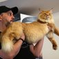 Mais de 130 gatos de raça estarão no Armazém 4, no Parque Valongo, durante o CATS Festival - Imagem: Aniele Nascimento/Gazeta do Povo