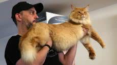 Mais de 130 gatos de raça estarão no Armazém 4, no Parque Valongo, durante o CATS Festival - Imagem: Aniele Nascimento/Gazeta do Povo