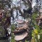 O gavião foi resgatado após ser encontrado enroscado em uma linha, chamando a atenção para os perigos que essas armadilhas representam - Imagem: Reprodução