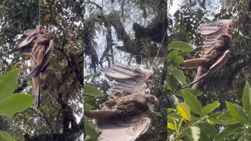 O gavião foi resgatado após ser encontrado enroscado em uma linha, chamando a atenção para os perigos que essas armadilhas representam - Imagem: Reprodução