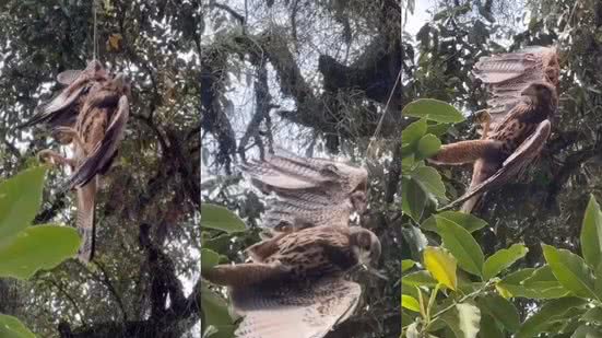 O gavião foi resgatado após ser encontrado enroscado em uma linha, chamando a atenção para os perigos que essas armadilhas representam - Imagem: Reprodução