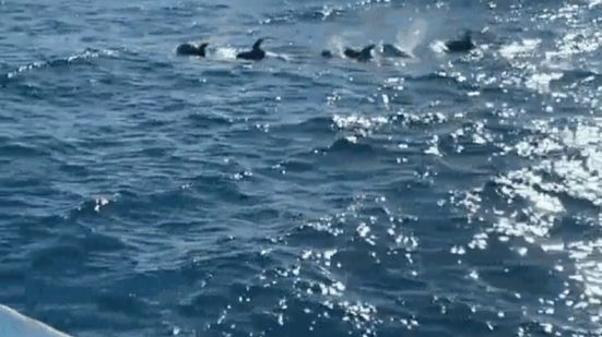 Golfinhos foram filmados na Laje de Santos, em São Paulo - Imagem: Cristovam Miranda