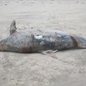 Golfinho-nariz-de-garrafa (Tursiops truncatus) de aproximadamente 210 quilos foi encontrado morto na faixa de areia de Mongaguá, no litoral de São Paulo - Imagem: Divulgação/Instituto Biopesca