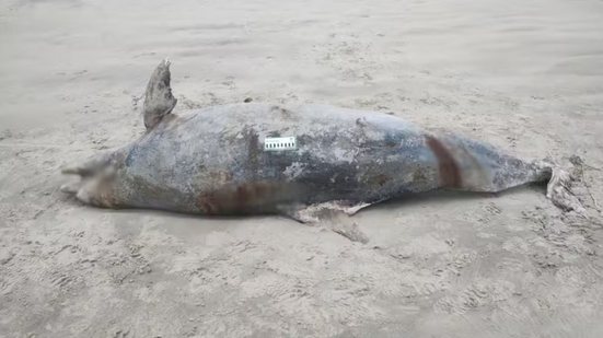 Golfinho-nariz-de-garrafa (Tursiops truncatus) de aproximadamente 210 quilos foi encontrado morto na faixa de areia de Mongaguá, no litoral de São Paulo - Imagem: Divulgação/Instituto Biopesca