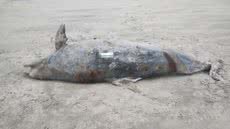 Golfinho-nariz-de-garrafa (Tursiops truncatus) de aproximadamente 210 quilos foi encontrado morto na faixa de areia de Mongaguá, no litoral de São Paulo - Imagem: Divulgação/Instituto Biopesca