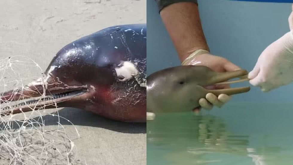 Animal estava em avançado estado de decomposição, segundo o Instituto Biopesca - Imagem: Instituto Biopesca/ CRAM/ Divulgação