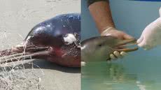 Animal estava em avançado estado de decomposição, segundo o Instituto Biopesca - Imagem: Instituto Biopesca/ CRAM/ Divulgação