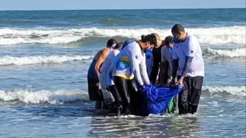Golfinho é resgatado depois de encalhar em praia de Santos - Imagem: reprodução Prefeitura de Santos