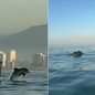 Grupo de golfinhos surpreende remadores e protagoniza espetáculo inesquecível no litoral de São Paulo - Imagem: Remoterapia