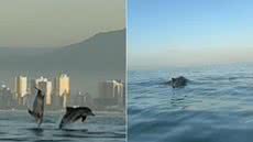 Grupo de golfinhos surpreende remadores e protagoniza espetáculo inesquecível no litoral de São Paulo - Imagem: Remoterapia