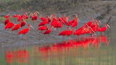 Imagem: Reprodução / Portal oeco