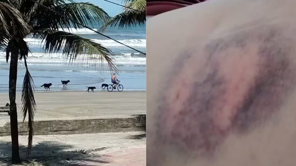 Os cachorros aparentavam não ter raça definida - Imagem: Divulgação/ G1