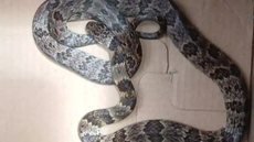 Imagem: Repdorução / Redes Sociais