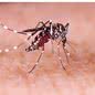 Mosquito Aedes Aegypti. - Imagem: Divulgação / Ministério da Saúde
