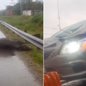 Carro teve a parte frontal danificada após atingir dois cavalos no km 5 da Rodovia Cônego Domênico Rangoni, em Guarujá - Imagem: Redes sociais