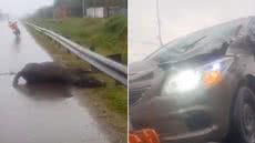 Carro teve a parte frontal danificada após atingir dois cavalos no km 5 da Rodovia Cônego Domênico Rangoni, em Guarujá - Imagem: Redes sociais