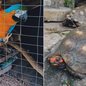 Quatro araras-canindés e dois jabutis foram resgatados de um cativeiro irregular em Bertioga, no litoral paulista. Os policiais localizaram os animais após ouvirem o canto das aves durante um patrulhamento - Imagem: PM Ambiental